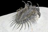 Bargain, Spiny Comura Trilobite - Composite Spines #138975-4